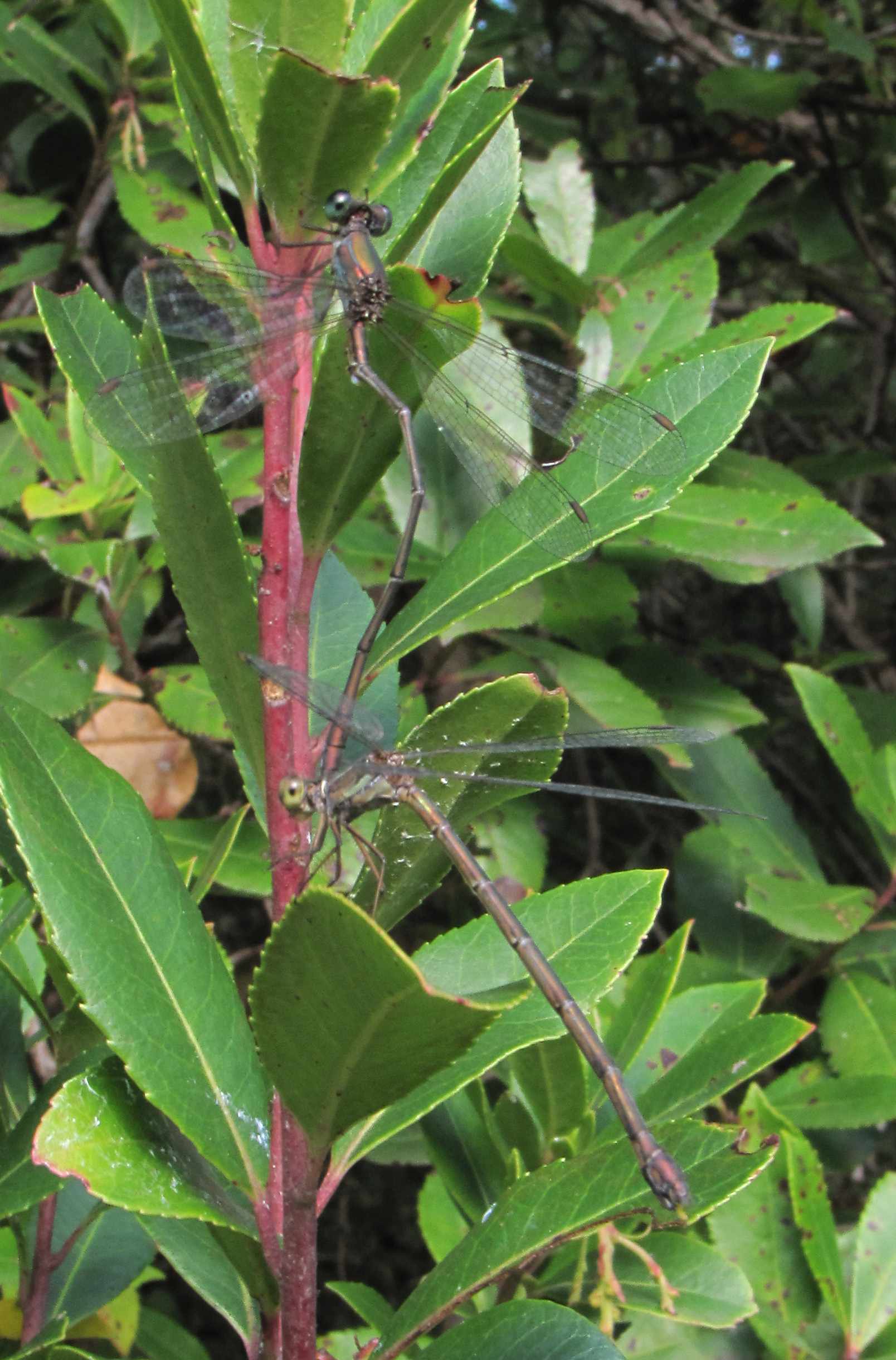 Chalcolestes viridis o parvidens